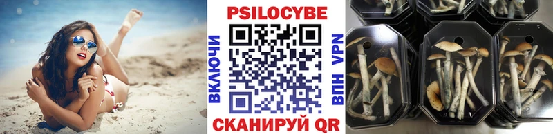 Псилоцибиновые грибы Cubensis  магазин продажи наркотиков  Губкинский 